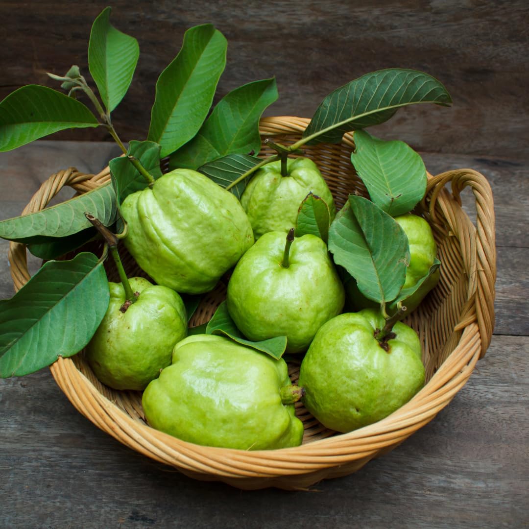 Live Pink Guava Plant, Sweet Tropical Guava Fruit Tree, 2–3 Ft Tall in 3 Gallon Pot, Ready to Grow, No Ship to CA