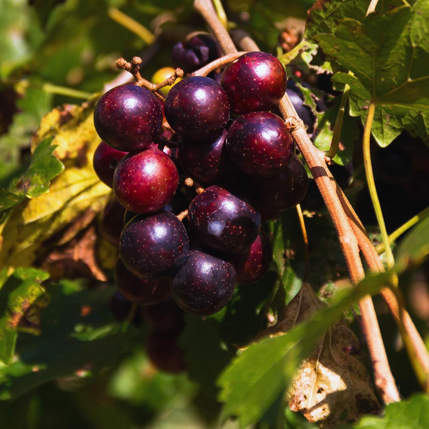 Muscadine Grape Vine Live Plant Pot, Sweet Grape Plant Live, Hardy Fruit Vine Plants Gardening, 20-24 Inc Tall, No Ship to CA
