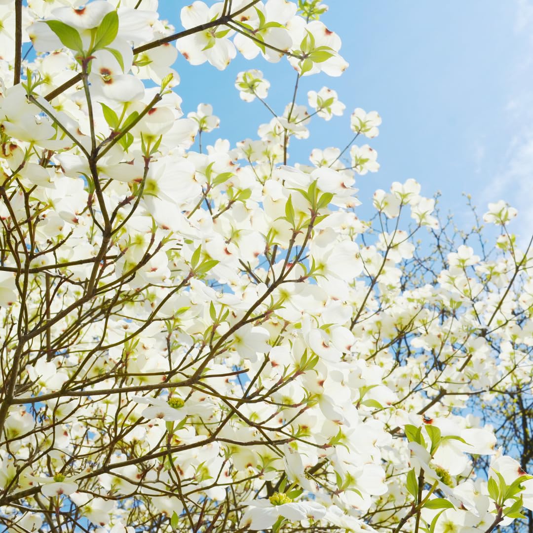 Live Dogwood Tree Plant, White Flowering Tree, 2 Feet Tall, Ready for Planting