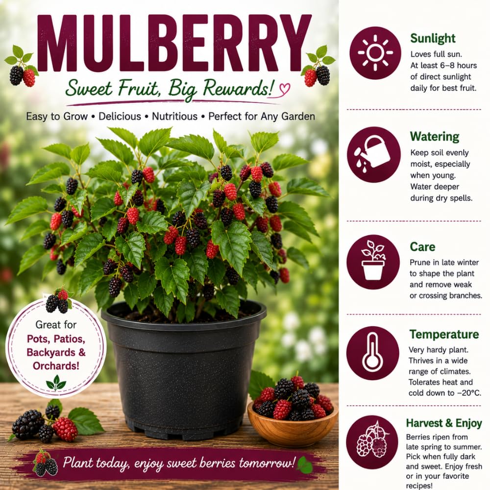 Mulberry Live Plant, Sweet Dark Berries, 5-8 Inch Tall