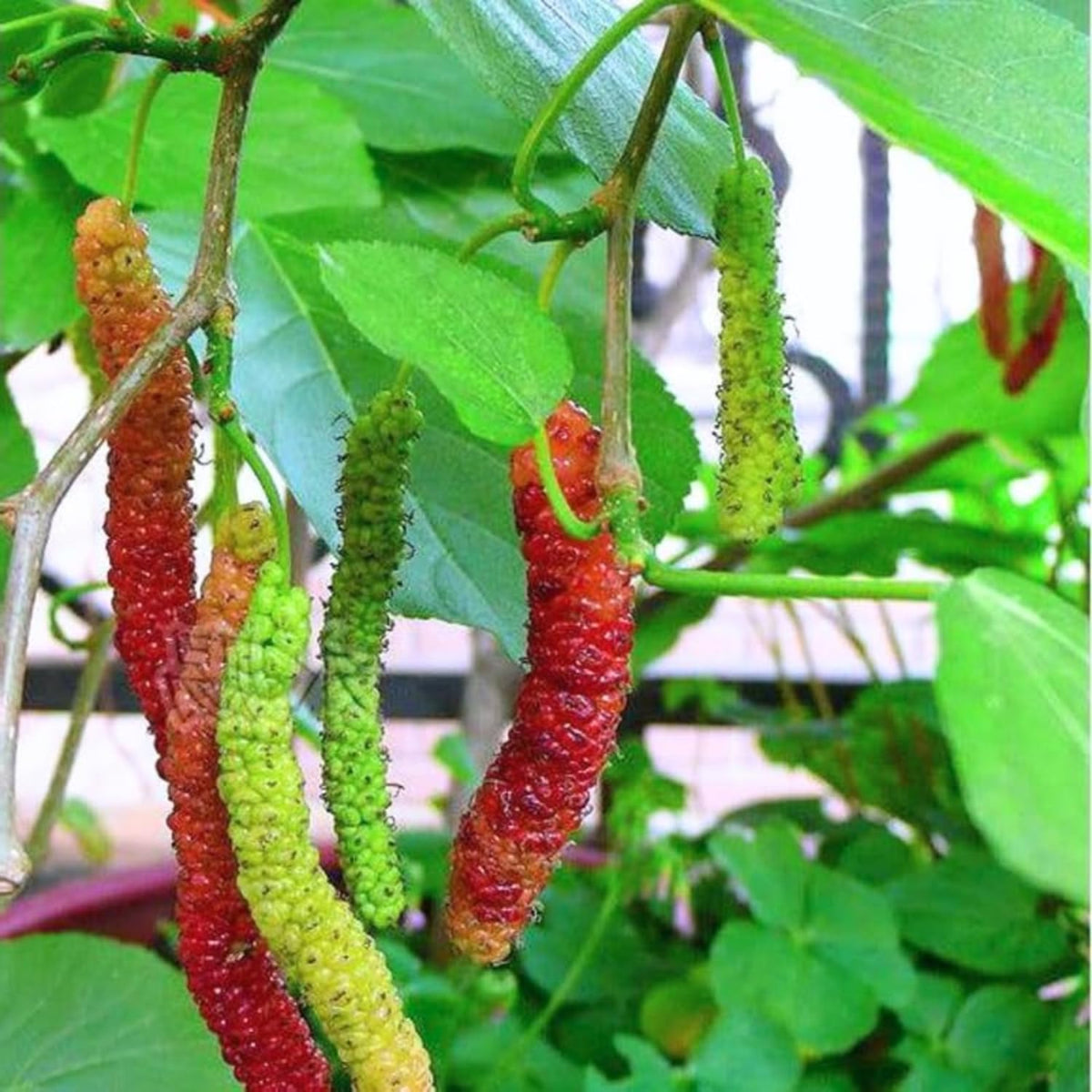 Mulberry Tree Live Plant, Mulberry Bushes for Home Gardens, Mulberry Plant Live, Mulberry Fruit, 5-9 Inch Tall (Pakistan Mulberry)