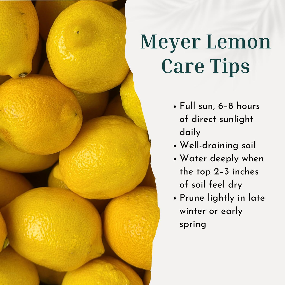 Meyer Lemon Tree Live Plant in 3 Gallon Pot, Fruit-Bearing Citrus Tree, High-Yielding, Fast-Growing Tropical Fruit Plant for Outdoor Garden