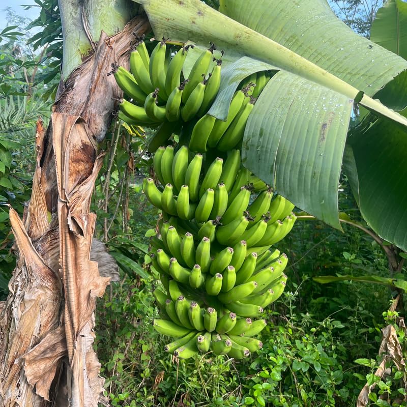 Grand Nain Banana Plant, Banana Trees Live Plants, 4-6" Tropical Fruit Tree for Home Garden, Patio and Container Growing