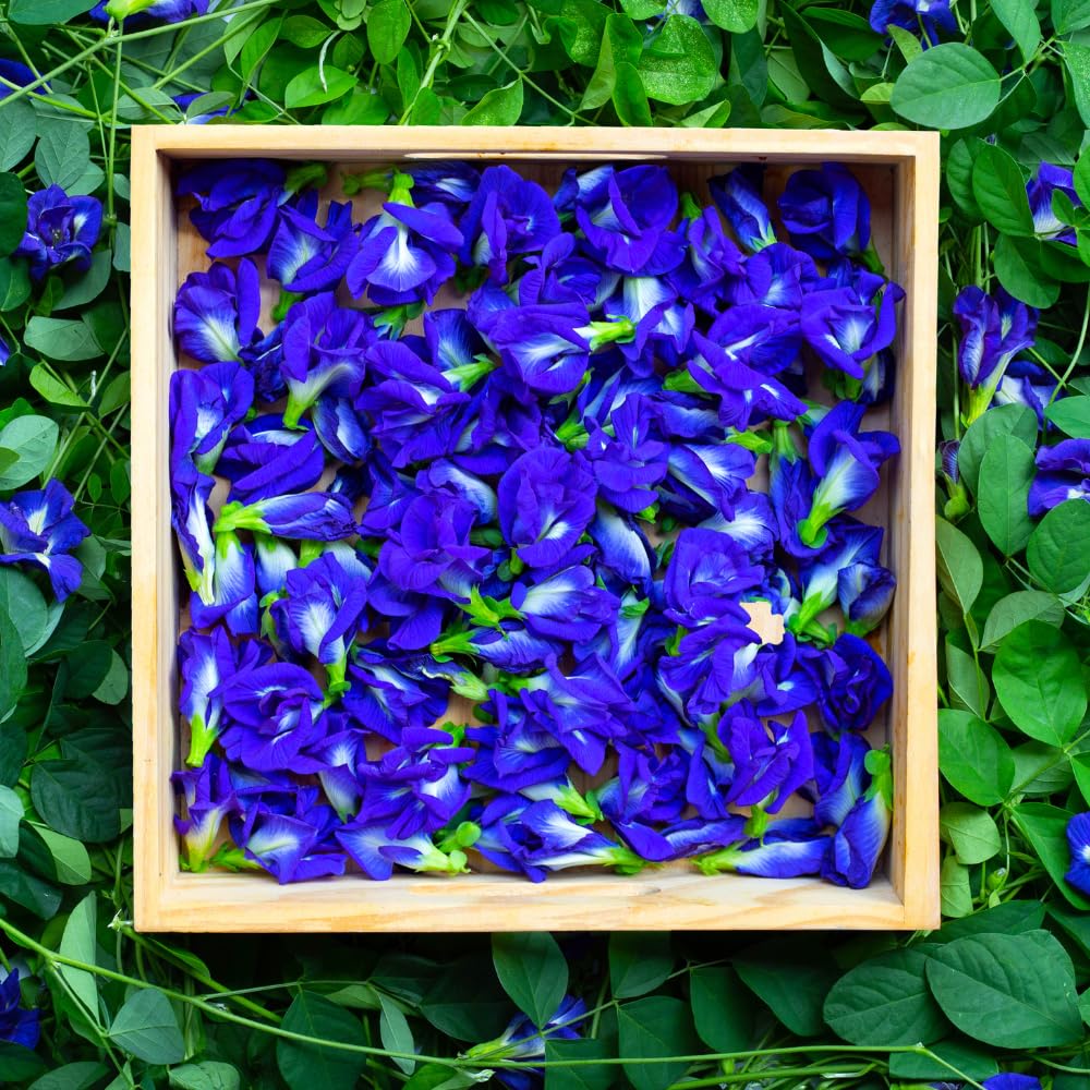 90 Butterfly Pea Seeds for Planting, Butterfly Pea Flower Vegetable Seed Growing Outdoor