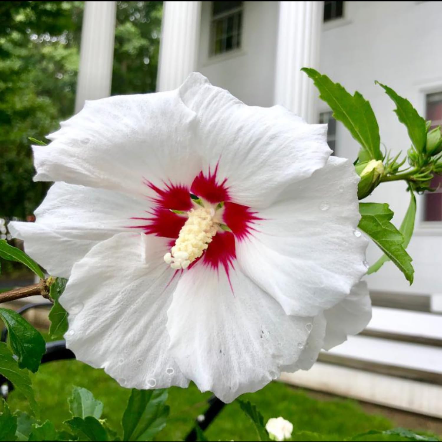 White Red Rose of Sharon Plant, Althea Hibiscus Flower 1.5-2.5 Feet Tall, Vibrant Althea Bloom for Outdoor