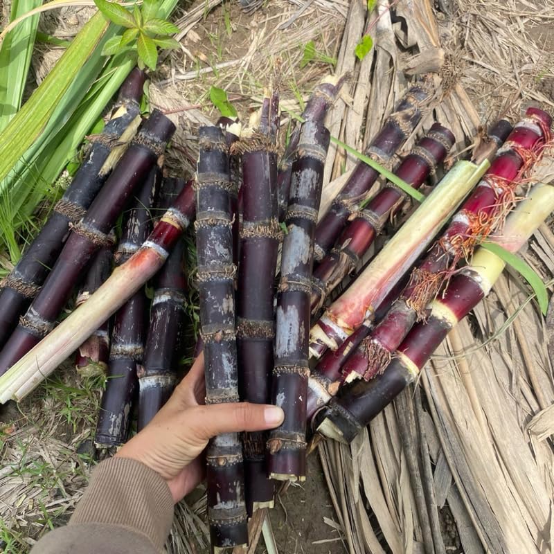 Set 20 Purple Sugar Cane Plant Cuttings, 3-5" Unrooted Cuttings, Sweet Sugar Cane Live Plant Cuttings for Planting Outdoor Garden, No Ship to CA