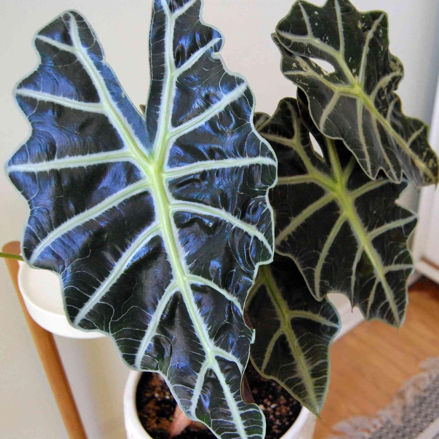 Black Green Alocasia Live Plant, Alocasia Houseplant Indoor Home Garden, Rare Alocasia Plant, No Pot