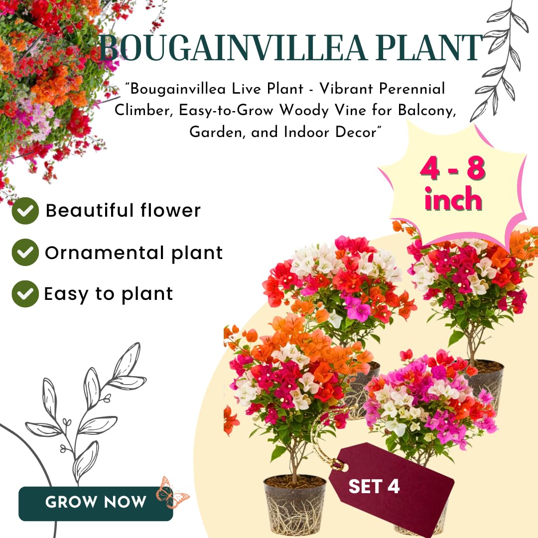 4 Multicolor Bougainvillea Plants Live, 4–8 Inch Tall Well-Rooted Tropical Climbing Flower Vines