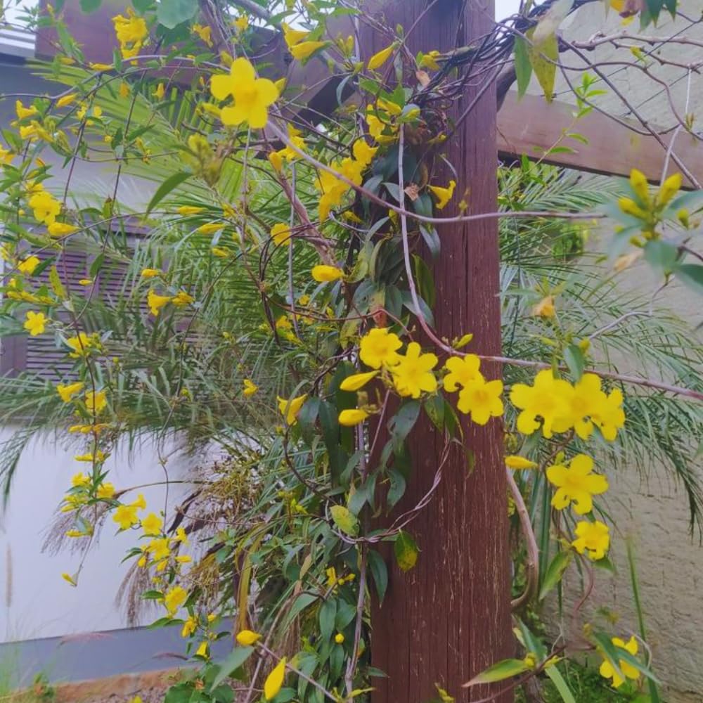 3 Yellow Jasmine Plants Live, 5 to 8 Inches Tall, Jasmine Vine Plant for Gardening and Outdoor Patio