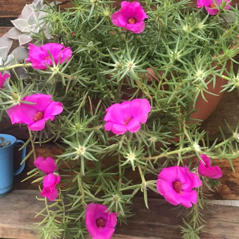Set 2 Portulaca Live Plant, 4-6 Inch Tall, Moss Rose Plants Live, Rare Portulaca Plants for Growing Indoor Outdoor (Purple Pink)