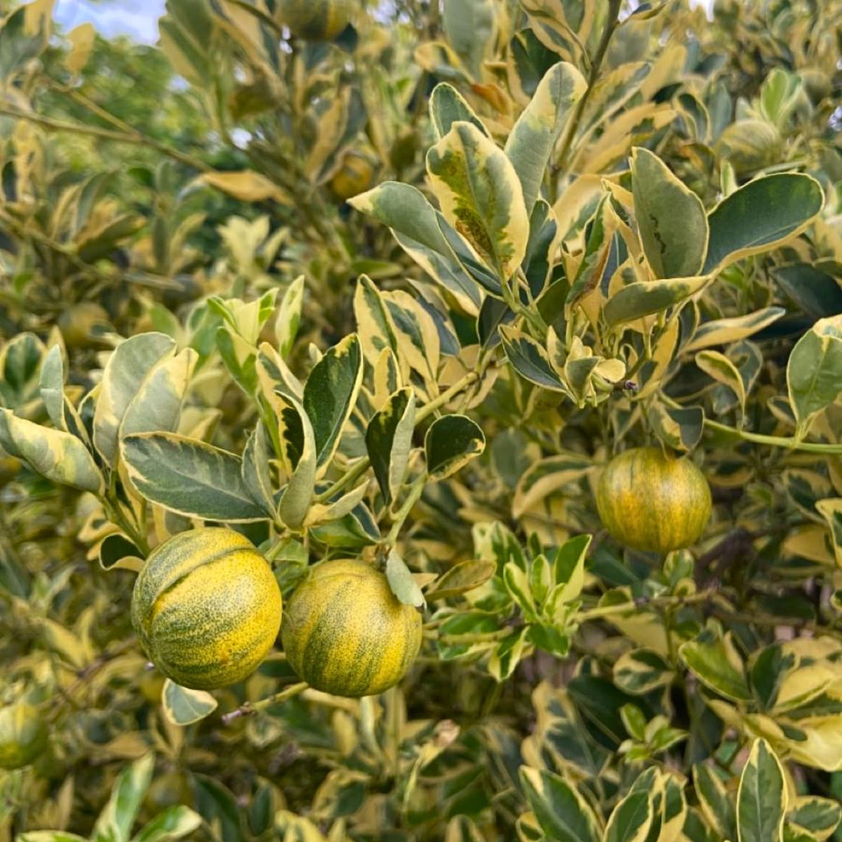 Variegated Kumquat Tree in 3 Gallon Pot, Kumquat Trees Live Plant Potted, Citrus Fruit Tree for Home Patio or Outdoor Planting
