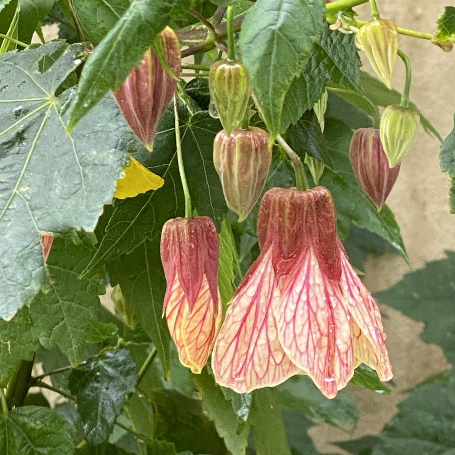 Abutilon Plant Live, 5-9” Tall, Trailing Lantern Abutilon Flower Vine Home Garden