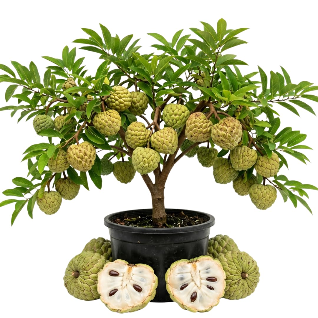 Live Sugar Apple Tree Plant, Annona Squamosa Sugar Apple Tree in 1 Gallon Pot for Planting Outdoors, No Ship to CA