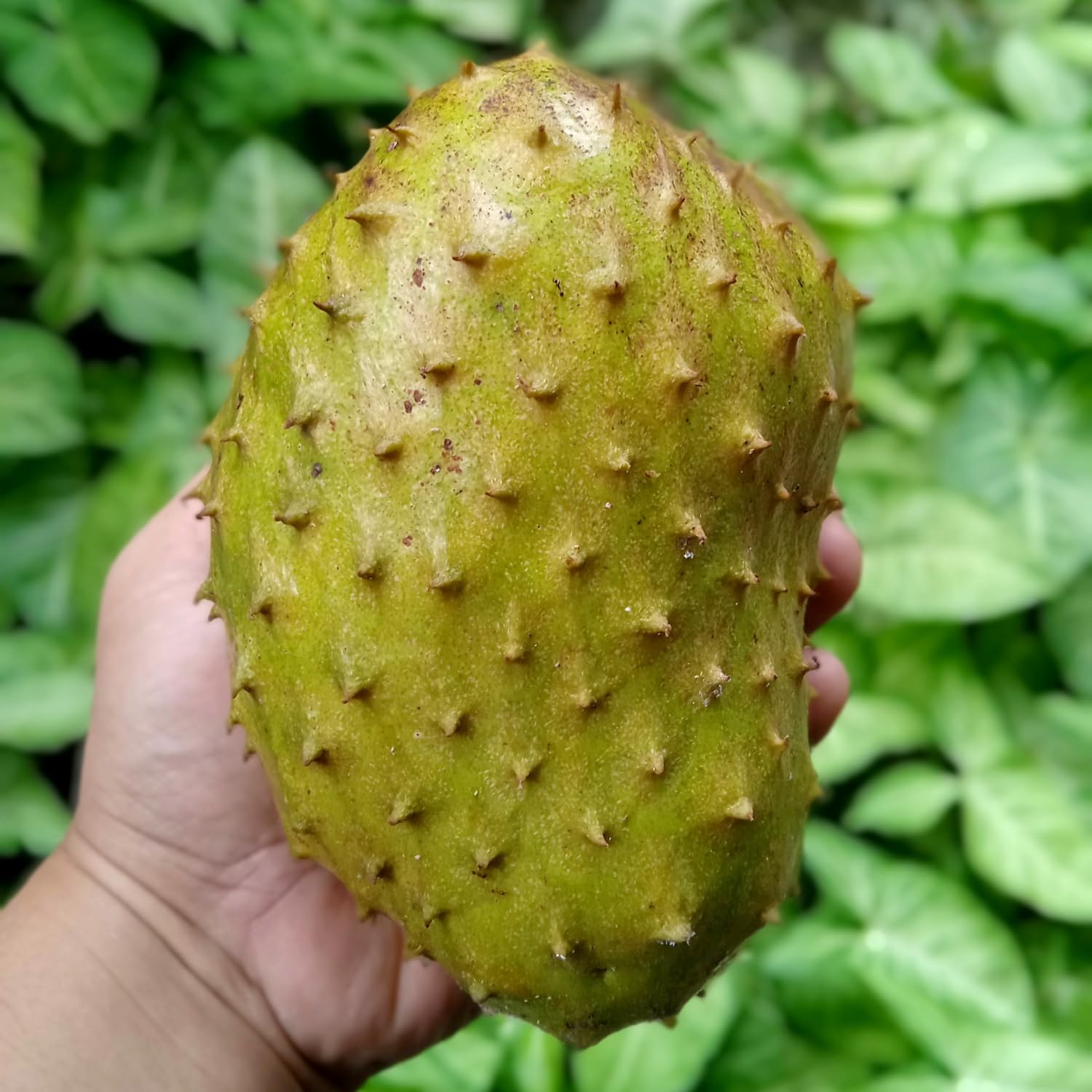 2 Years Old Soursop Tree Live Plant in 1 Gallon Pot, Guanabana Fruit Tree 2-2.5 Ft Tall for Outdoor or Container Growing, Tropical Garden Plant, No CA