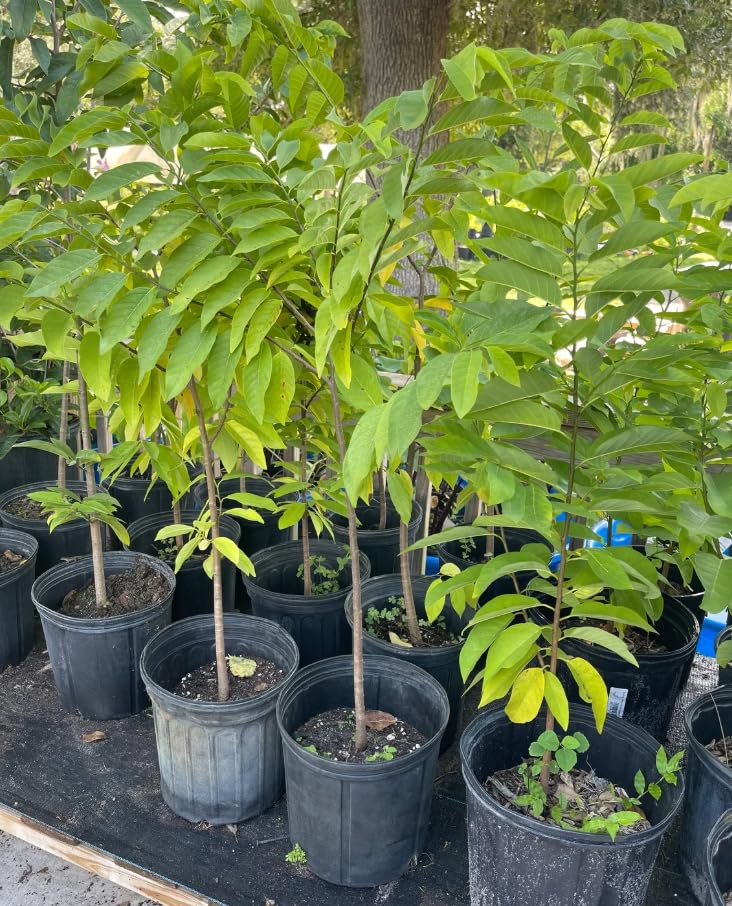 Sugar Apple Tree in 3 Gallon Pot, Rare Sweet Tropical Fruit Tree, 2-3 Feet Tall Well Rooted, Garden or Container Planting, No CA