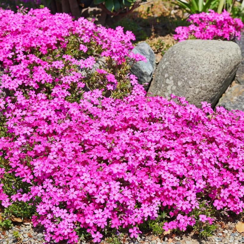 YOKEBOM Set 2 Creeping Phlox Plants, Hardy Perennial Phlox Flowers, Vibrant Ground Cover for Garden and Landscape, Ready to Grow Plugs 3-5 Inches