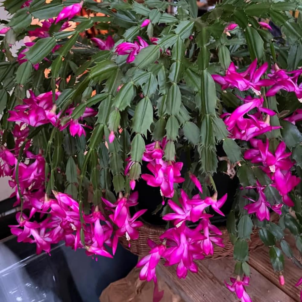 2 Live Purple Christmas Cactus Plants, Dark Pink Purple Christmas Cactus Plants Live, 4 to 6 Inch, Bare Root, Perennial Flower Holiday Succulent Plant, No Pot