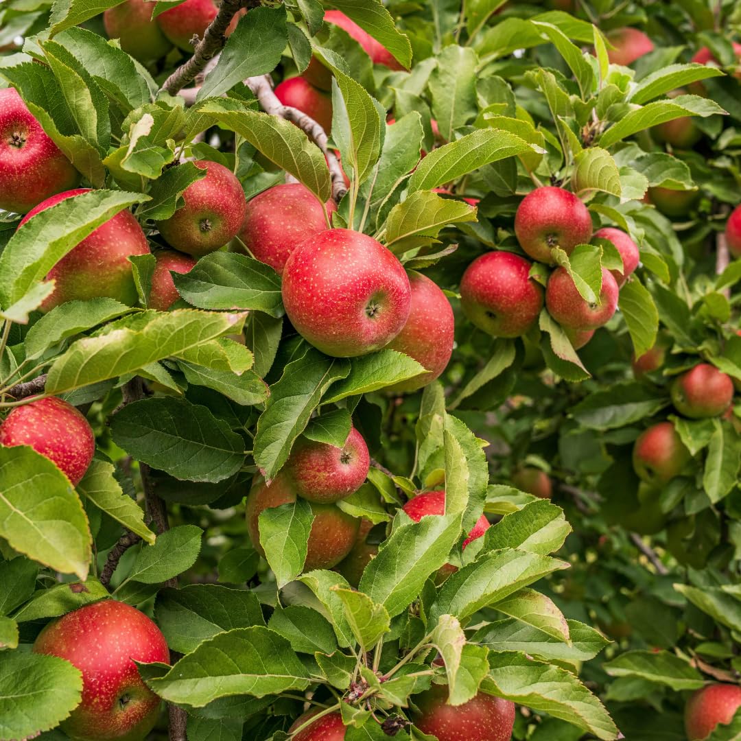Live Delicious Apple Tree Plant, Sweet Apple Fruit Tree 2-3 Feet Tall in 3 Gallon Pot, Hardy Outdoor Tree, Ready for Planting, No Ship to CA (Red Apple)