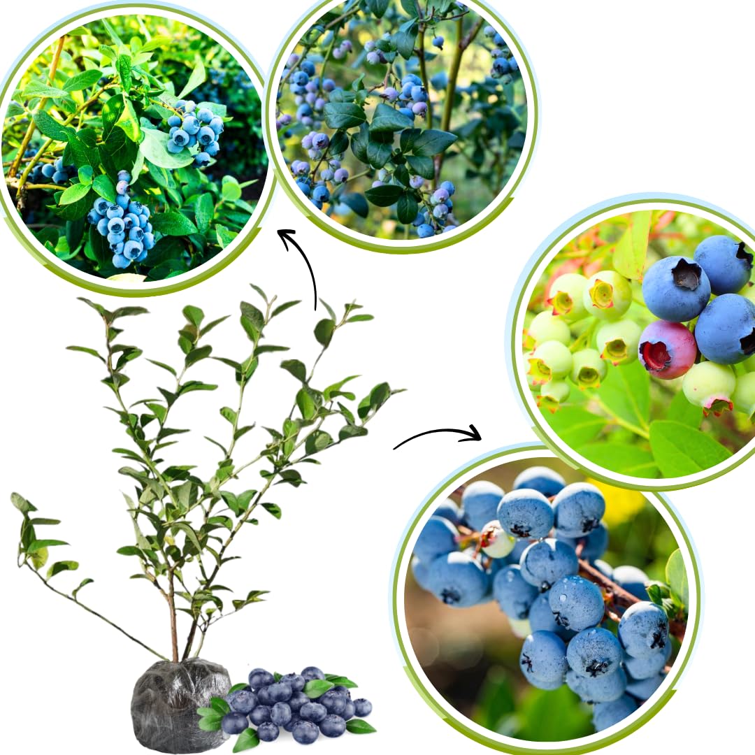 1 Blueberry Bush Live Plant, Blueberry Plant Live for Planting Outdoor, 5-9 Inch Blueberry Fruit Trees, No Pot (Sunshine Blueberry)