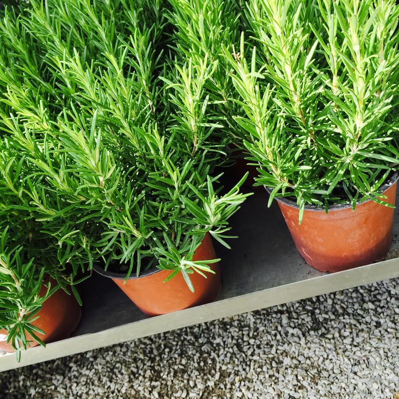 Pack 3 of Rosemary Plants Live, Live Blue Rosemary Plants, 4 Inc Tall, Fragrant Herb Plant, Easy to Plant