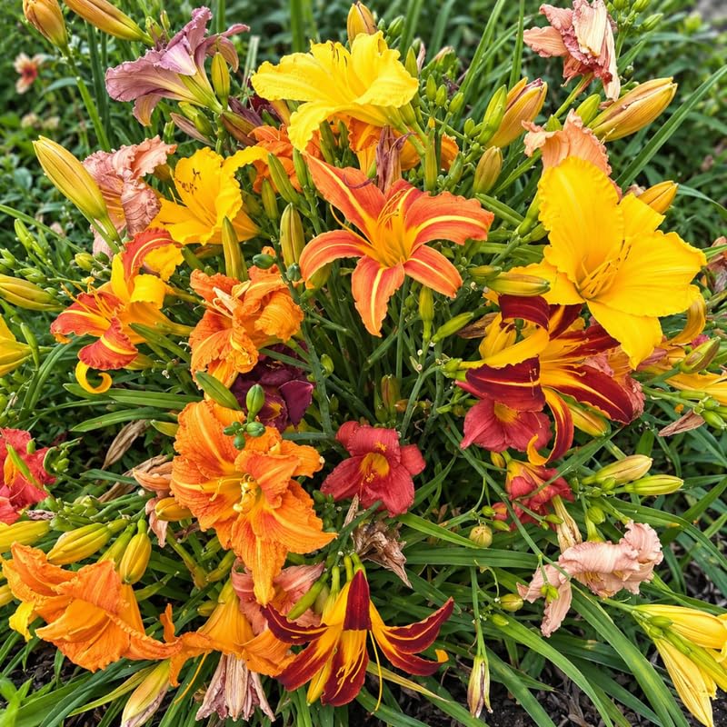 2 Multicolor Daylily Live Plants, Perennial Lily Flowers