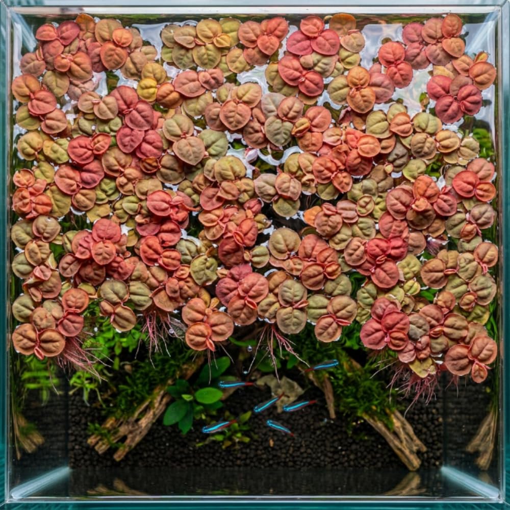 Red Root Floater Plants Live, 30+ Floating Plants