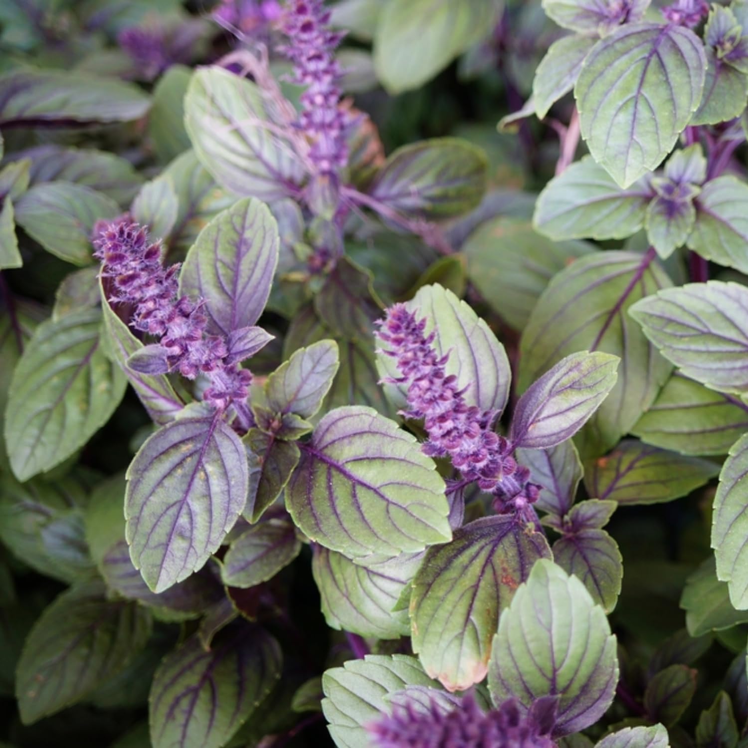 2 Blue Basil Plants Live, Herb Plant Live, Basil Live Plant Well Rooted from 3 to 7 Inc in Height