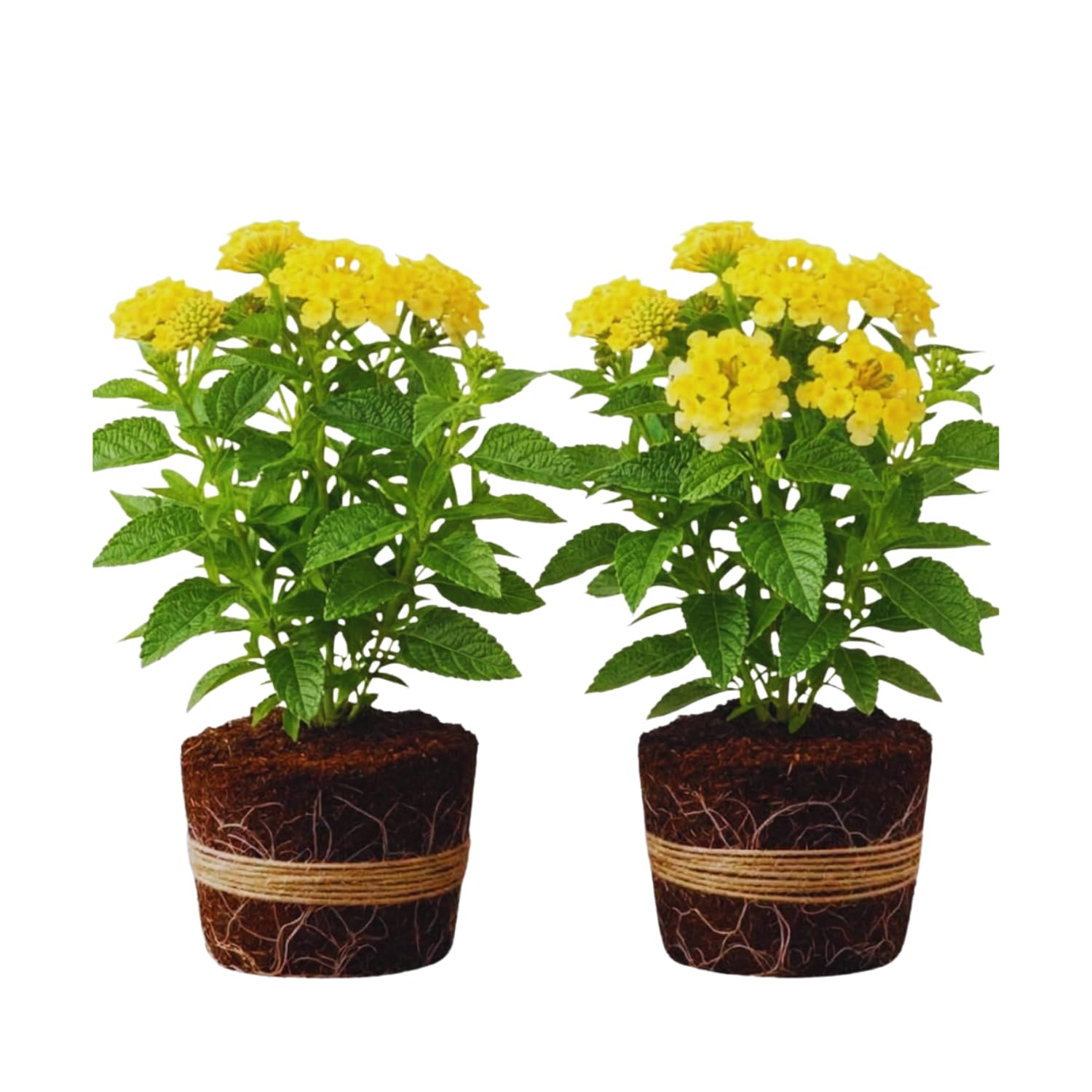 2 Trailing Lantana Plants Live, Lantana Live Plants for Planting Outdoors Between 5 and 7 Inc Long Garden (Yellow)
