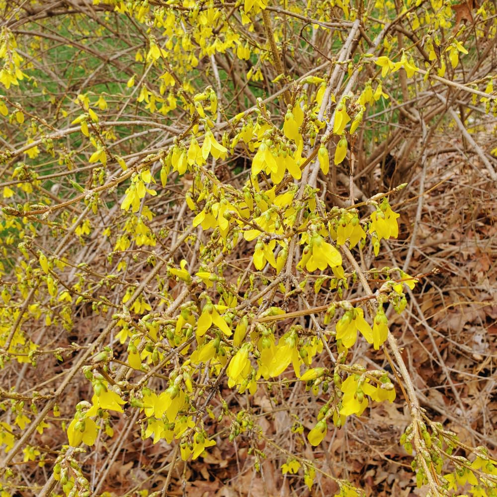 Spicebush Plant Live, Spicebush Berry Bush Live Plant in Quart Pot, 6 to 10 Inc Tall