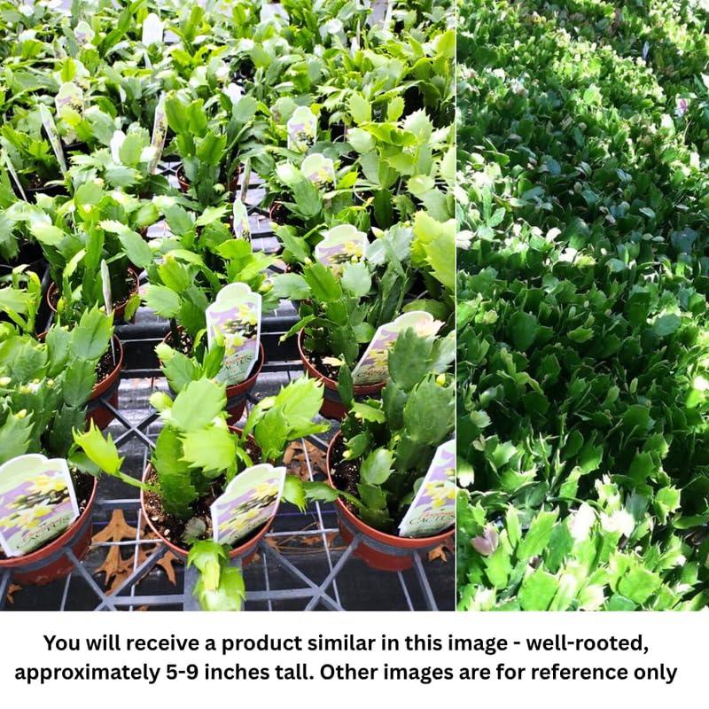 Set 2 Christmas Cactus Plants Live, Hanging Baskets Houseplants, Holiday Cactus Indoor Plants Live Well-Rooted 4-9" Tall, No Pot (Yellow)