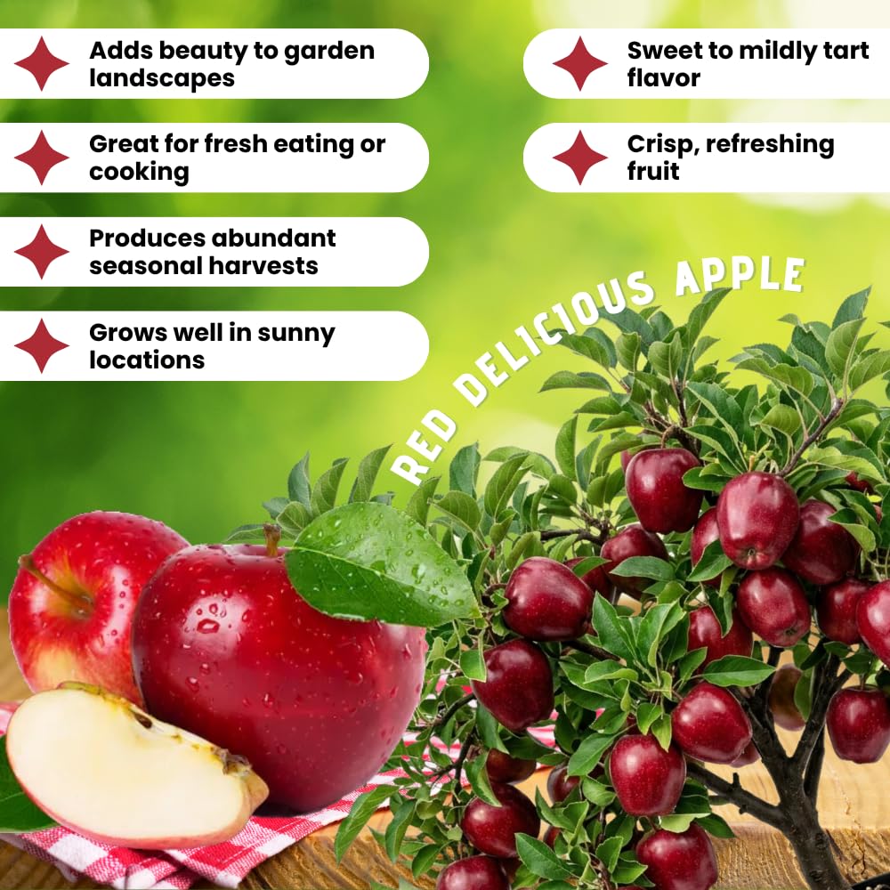 Apple Plant Live, Sweet Apple Plant in 3 Gal, 3-4 Feet Tall, Apple Fruit Tree Outdoor Garden, No Ship to CA (Red Delicious Apple)