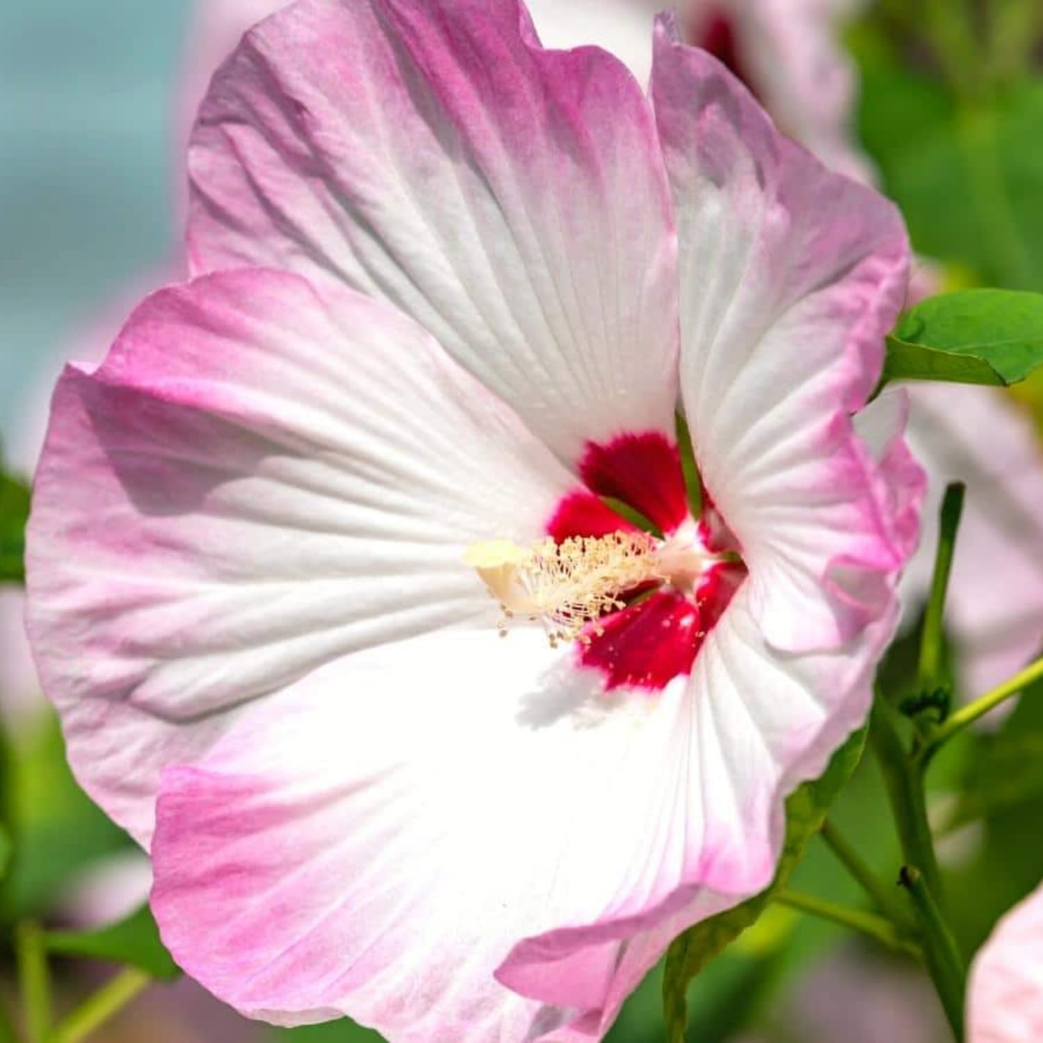 2 Hibiscus Trees Live Plants, 5-8” Tall Hardy Plants Live, Perennial Flowers (Pink Hibiscus)