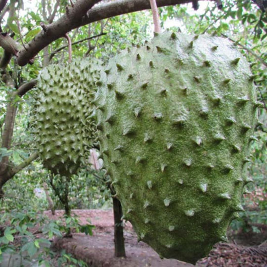 Live Grafted Soursop Tree, Guanabana Fruit Tree, 3 Ft Tall in 3 Gallon Pot, Sweet Tropical Fruit, Ready to Grow