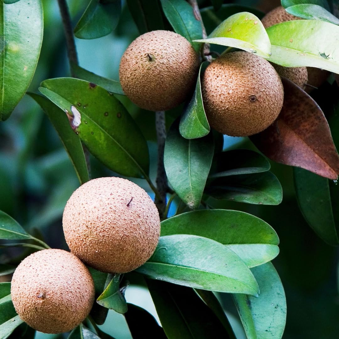 Sapodilla Fruit Tree Live, Sweet Tropical Sapodilla Tree 2–3 Ft Tall in 3 Gallon Pot, Ready to Grow Outdoors, No Ship to CA