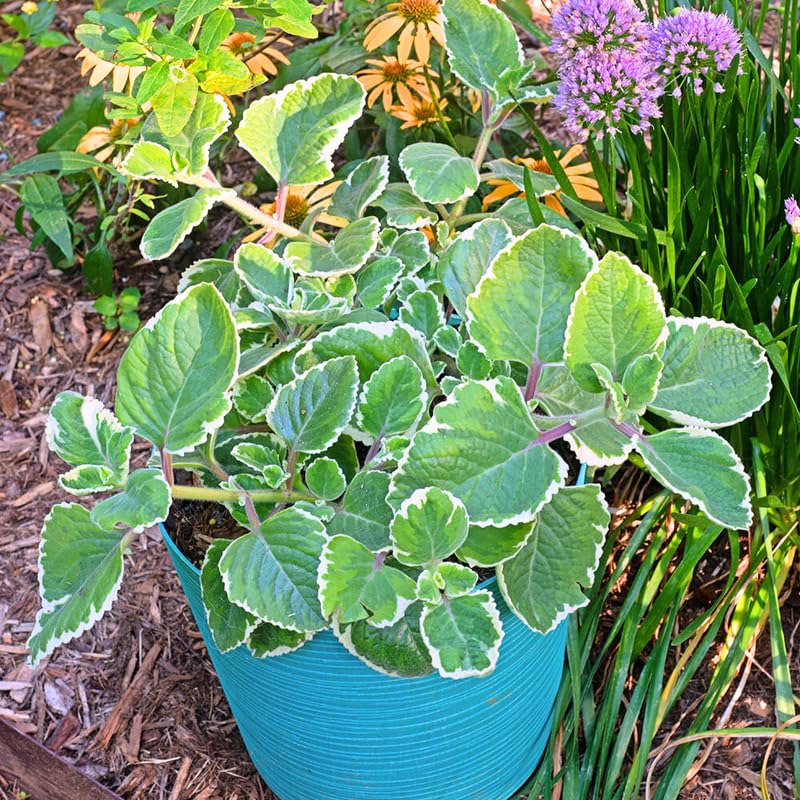Set of 3 Variegated Oregano Plants Live, 4-6 Inches Tall, Mint Plants Live, Culinary Herb for Planting Indoor or Outdoor