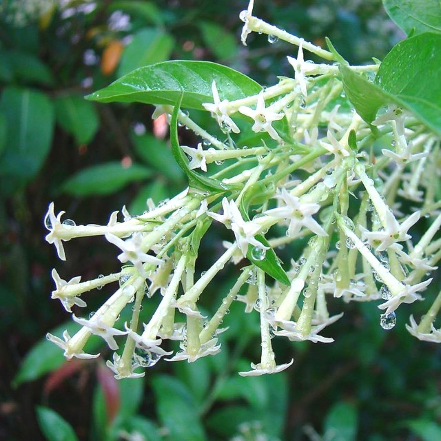 Jasmine Plants Live, Set 3 of Night Blooming Jasmine Live Plants, Cestrum Nocturnum Plant Live 5 Inches to 7 Inches Long