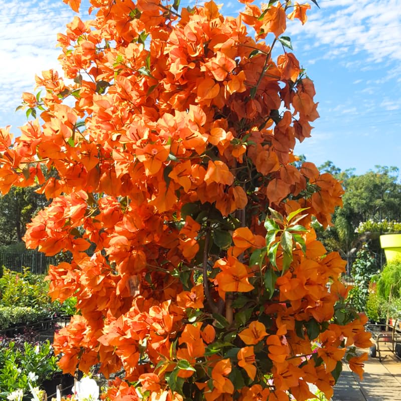 3 Fire Bougainvillea Plants Live, 4-8” Tall Well-Rooted Bougainvillea Vine Flower Plants, Tropical Climbing Plants, No Pot