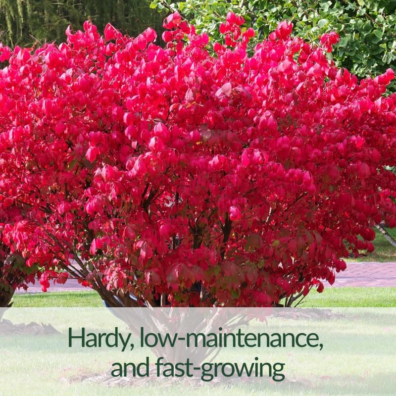 Dorrmant Dwarf Burning Bush in 2.5'' Pot, Vibrant Red Foliage, Hardy Shrub for Planting Outdoor, No Ship to NY, NH, MA, VT