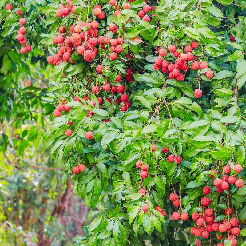 Airlayered Lychee Live Plant, Red Litchi Tree from 2 to 3 Feet Height, Sweet Tropical Fruit Plant for Edible Garden, 3 Gallon Container, No Ship to CA