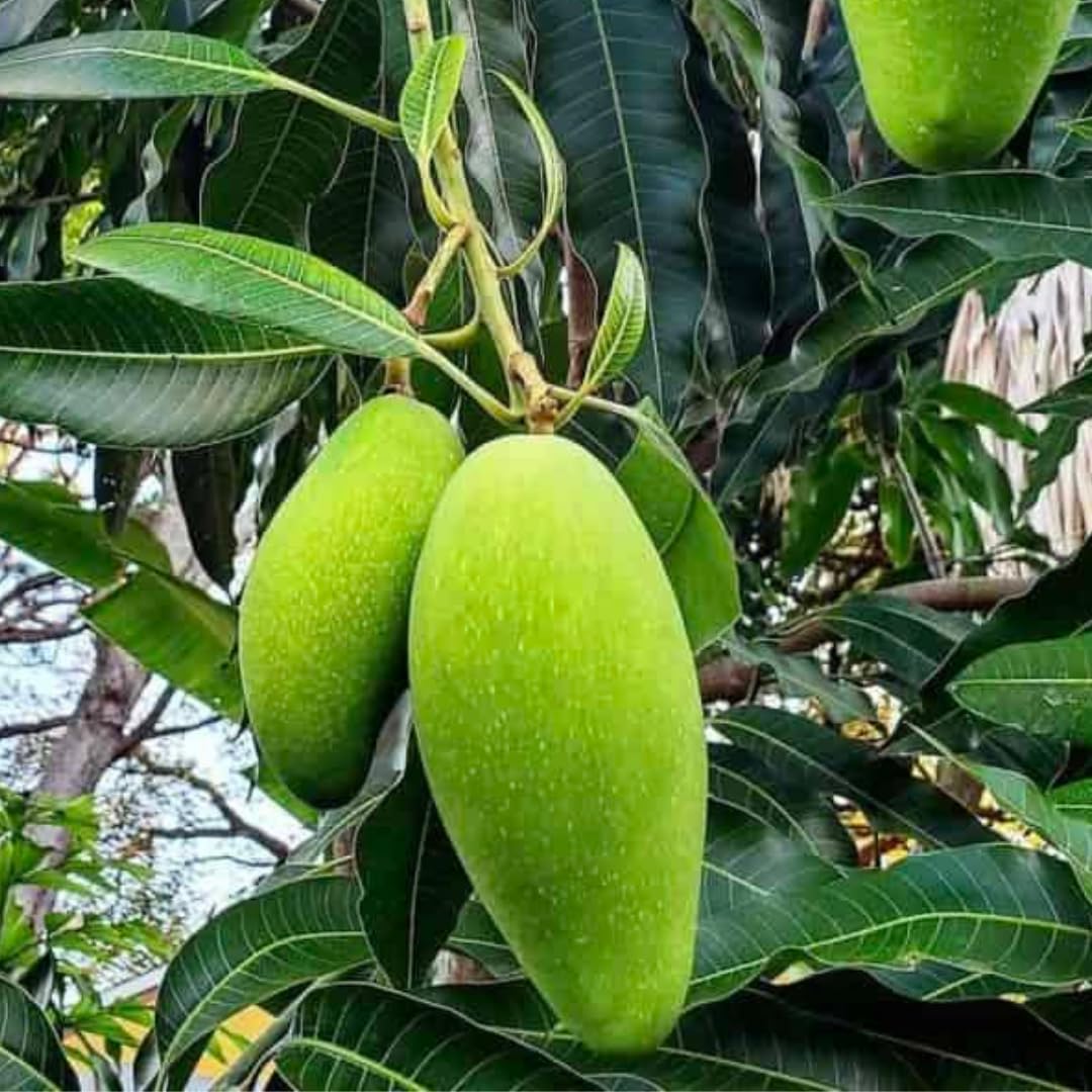 Mango Tree Live Plant, Sweet Mango Plant, Tropical Fruit Tree in 3 Gallon Pot for Outdoor Planting (Lemon Mango Tree)