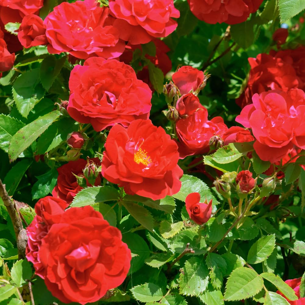 Climbing Rose Live Plants, Red Rose Bushes for Planting Outdoors, 2-3 Feet Height, Vibrant Red Flowers
