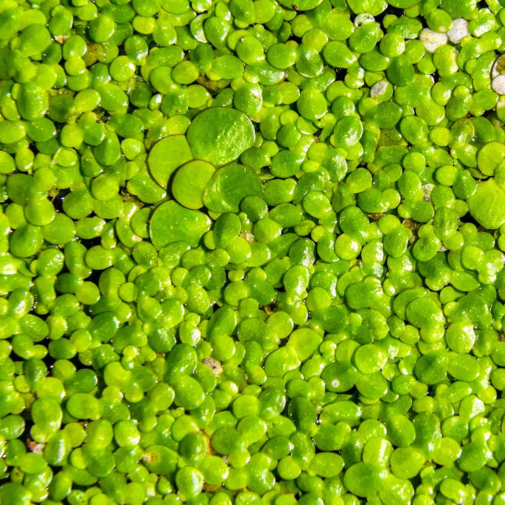 4000 Duckweed Aquatic Live Plant, Small Green Floating Freshwater Plant
