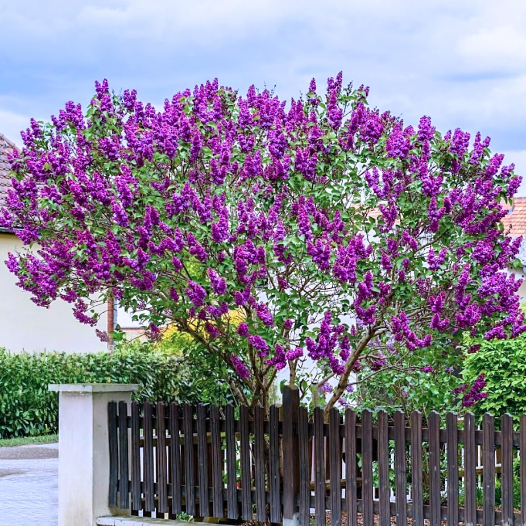 Live Purple Lilac Plant Tree, 8-12" Tall, Fragrant Lavender Flowers, Bare Root Shrub for Outdoor Planting