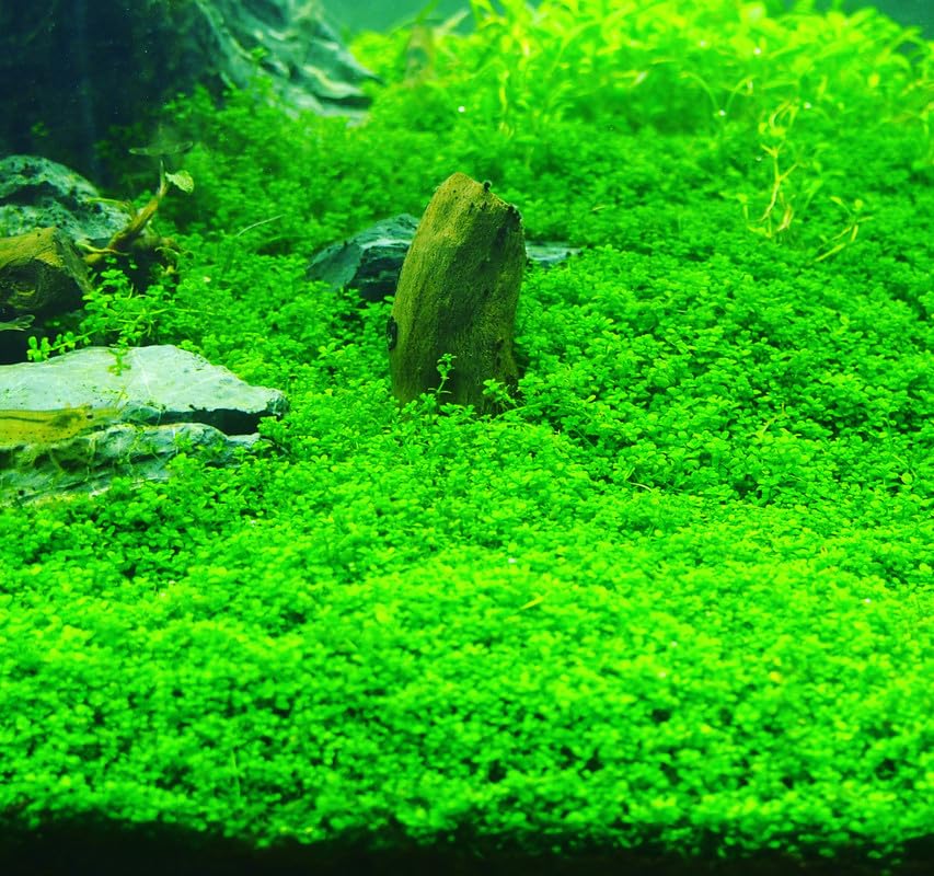 Dwarf Baby Tears Aquarium Live Plant 1 Portion, Dwarf Baby Tears Live Aquatic Plants for Freshwater Aquarium Plants
