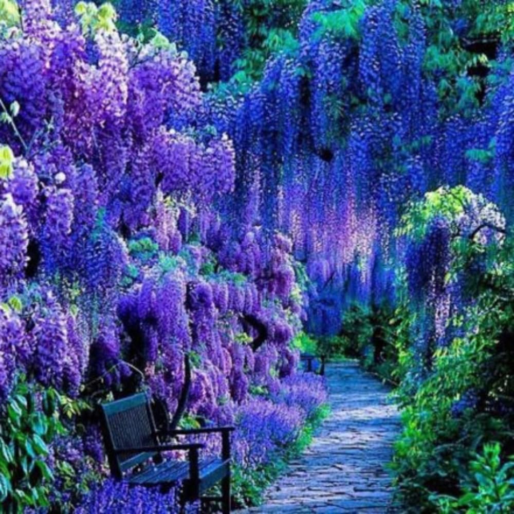 Blue Wisteria Live Plant, 6-12" Tall, Wisteria Vine in 2.5" Pot, Fragrant Flowering Climbing Plant for Outdoor Garden and Trellis