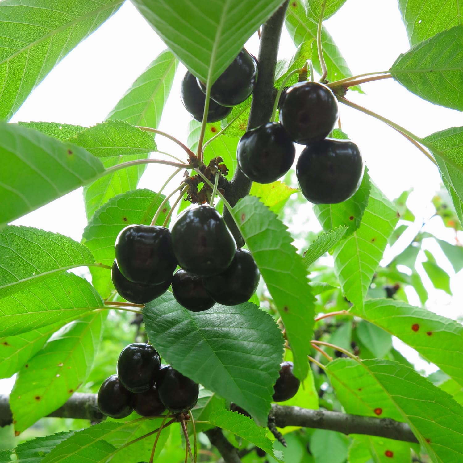 Black Cherry Trees Live Plants, 8-12 Inch Tall, Bare Root Cold Hardy Cherry Fruit Plant for Planting Outdoor Home Garden, Well Rooted