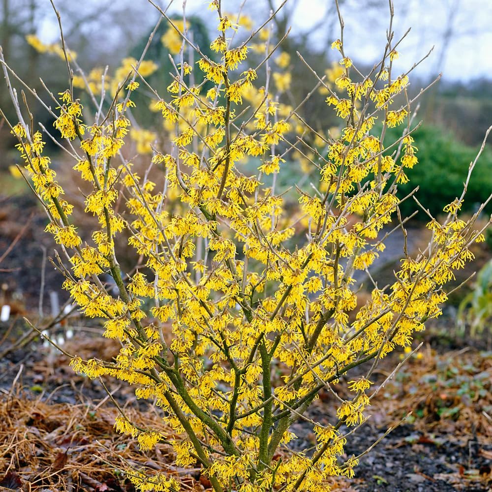 Live Witch Hazel Plant 12 Inch Tall, Hardy Perennial Shrub for Landscaping and Winter Flowers
