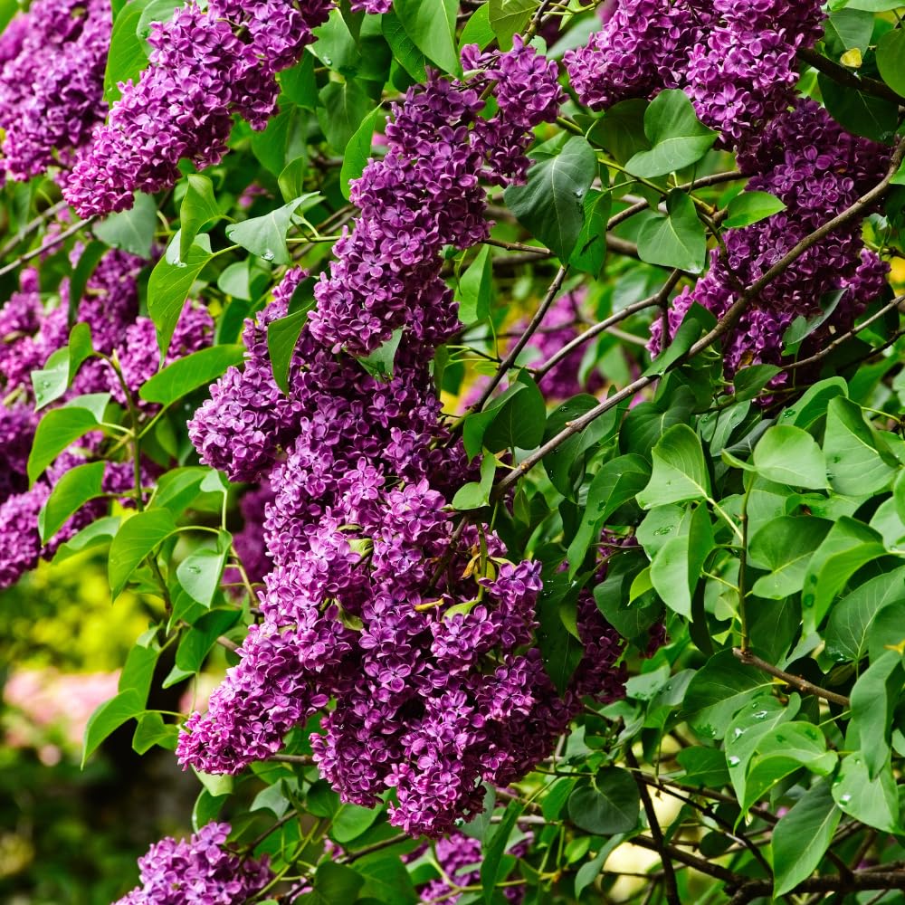 Lilac Tree Live Plant, Purple Lilac Bushes Live Plant, 12 Inches Tall, Shrub Flower Plants