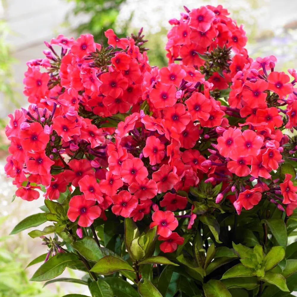 3 Red Creeping Phlox Plants Live Perennials, 4-6" Tall, Climbing Creeping Phlox Live Plant, Phlox Flowers Vine