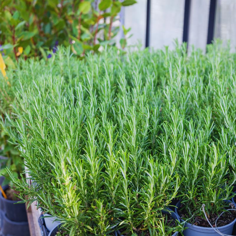 3 Blue Rosemary Plants Live, Live Rosemary Plants, 4 Inc Tall, Fragrant Herb Plant Outdoor Indoor